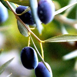 ACEITUNAS VERDES GIGANTES BIO 550G