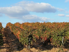 Análisis y comparativa: Descubre el encanto de Viña Calera Verdejo