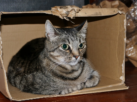 Análisis y comparativa: Disfraz de Gabby Gato, la mejor opción para los amantes de los juguetes