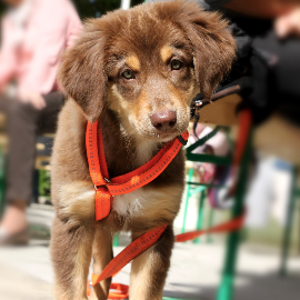 Análisis y Comparativa: Los Mejores Perritos de Juguete que Caminan