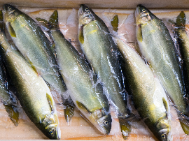 Bonito a la brasa: Recetas