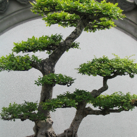 Bonsai Orange Tree Grower’s Guide