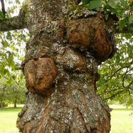 Candisan Sura Vitasan  / 90 Cápsulas /  Controlar la proliferación de candida albicans