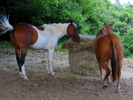 Consejos para lucir un corte de cabello con raya al lado