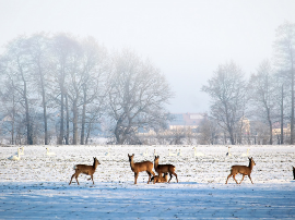 El estiercol en la biblia: simbolismo y contexto