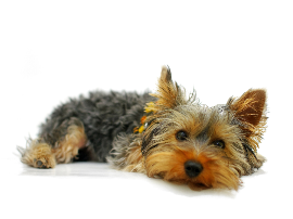 Enognatismo en perros tratamiento – Peluquería Canina Perrukings.com