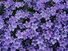 FALDA ASIMÉTRICA ESTAMPADO MORADO