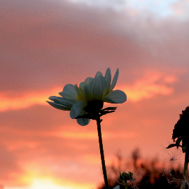 Flor De Sal Mercadona La Mejor Calidad Precio en 2024