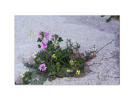 INVASIÓ SUBTIL I ALTRES CONTES