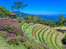 La Huaya ¿la fruta que cura el cáncer?