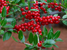 LAMBERTS ARÁNDANO ROJO - CRANBERRY 18.750MG 60 CÁPSULAS