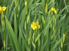 Libertia ixioides Taupo Sunset