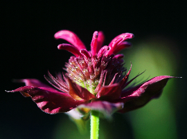 Monarda (Bergamot) Belleza de Cobham
