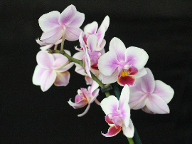 Orquídea Phalaenopsis Blanca con Centro Rojo Enana