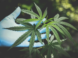 Plantas Medicinales para Fumar – Haz tus propios cigarros