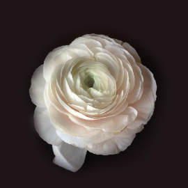 Ranúnculos Blancos x 20