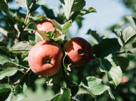 Sigue el desarrollo de las manzanas KISSABEL® en Sudamérica