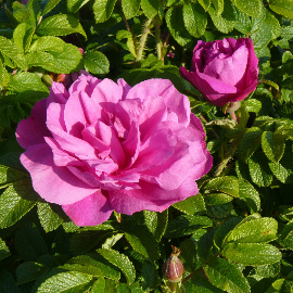 Syringa vulgaris Aucuba Folia