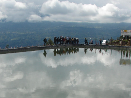 The Natural Impulse Dog Adult Lamb