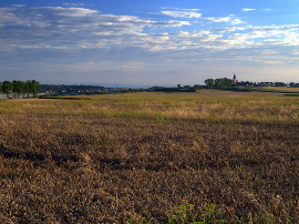 Título: Análisis de cervezas sin gluten: ¡Descubre las mejores opciones libres de maíz y arroz!
