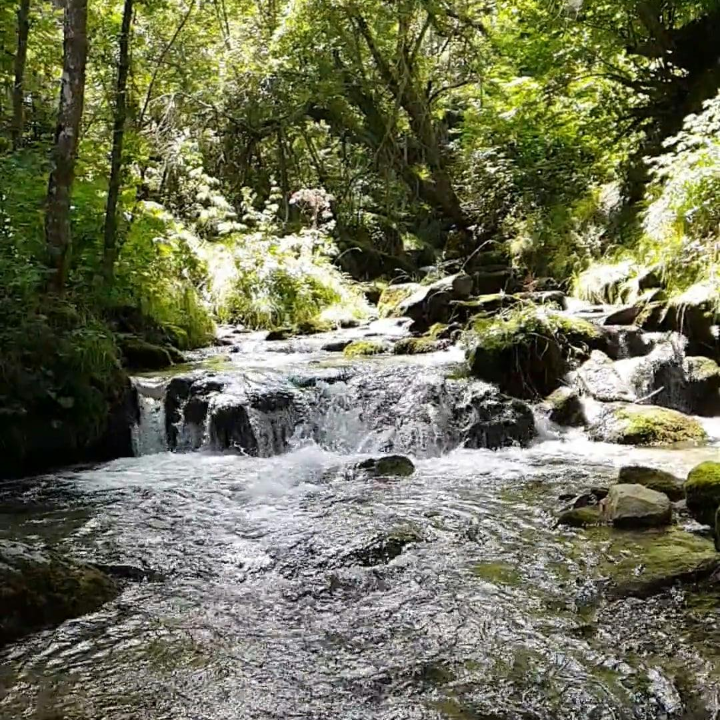analisis de coulant idescubre las mejores opciones sin gluten con sabor aleman