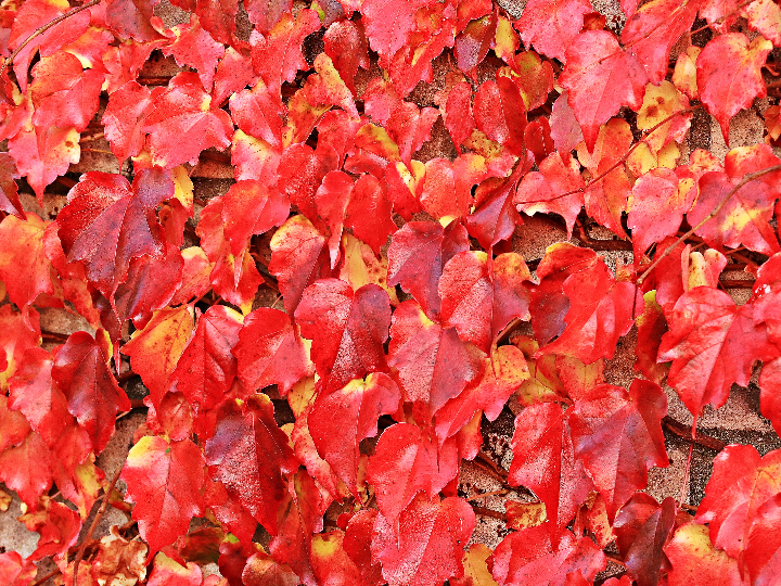 arche noah judia trepadora marmorierter mond bio