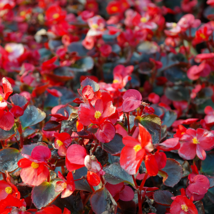 begonia siempre florida dragon wing pink