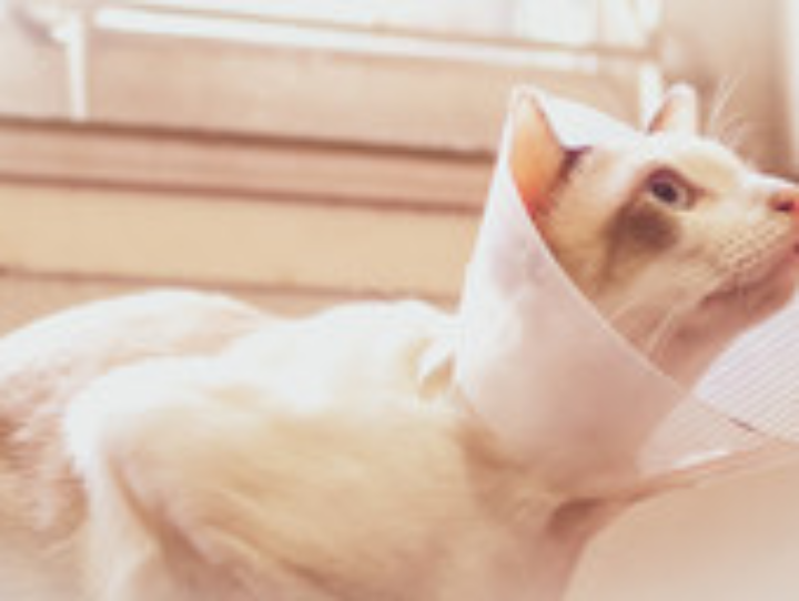 como hacer un collar isabelino casero