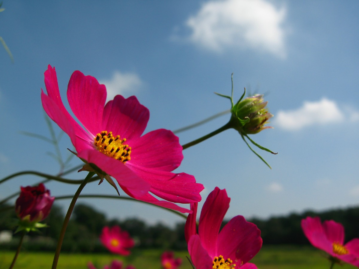 cosmos atrosanguineus black magic