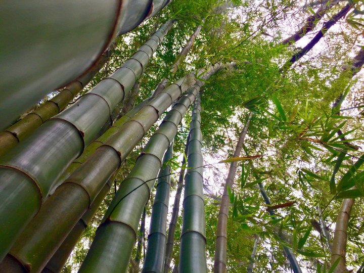 decoracion con bambu una guia rapida y util