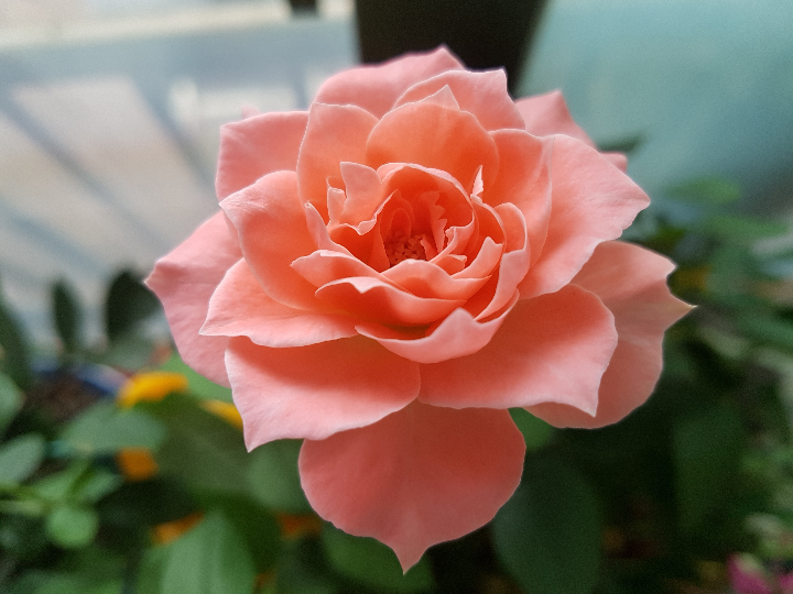 descubre las delicias del supermercado en roses espana analisis positivo de productos de alimentacion internacional