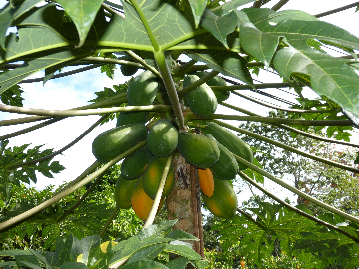 el cultivo de papaya un mercado en pleno auge