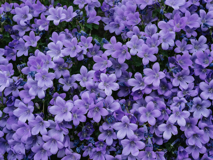 falda asimetrica estampado morado