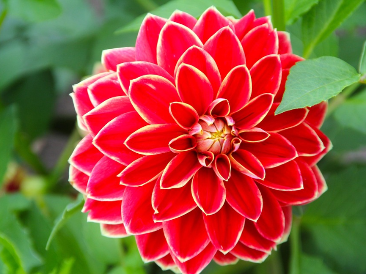 las plantas de moda para 2025 ilas mas trendy del momento