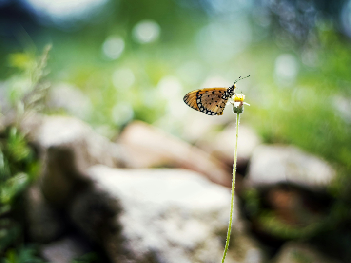 margan reneralo revitalizador neuronal 60 capsulas