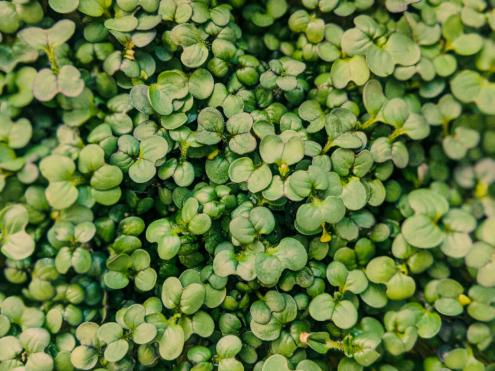 micro greens growing guide
