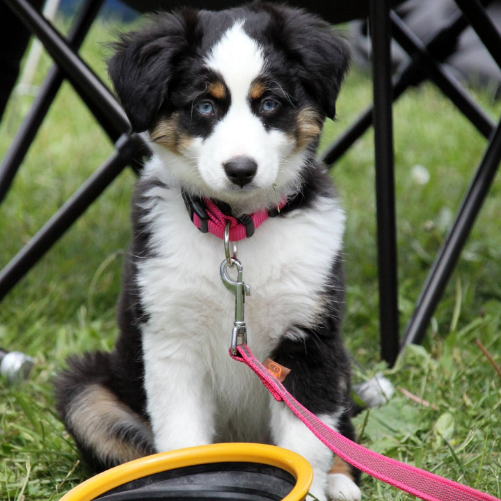 miniature border collie sobre esta raza