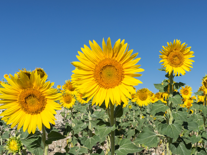 plantas en ciudad real a domicilio