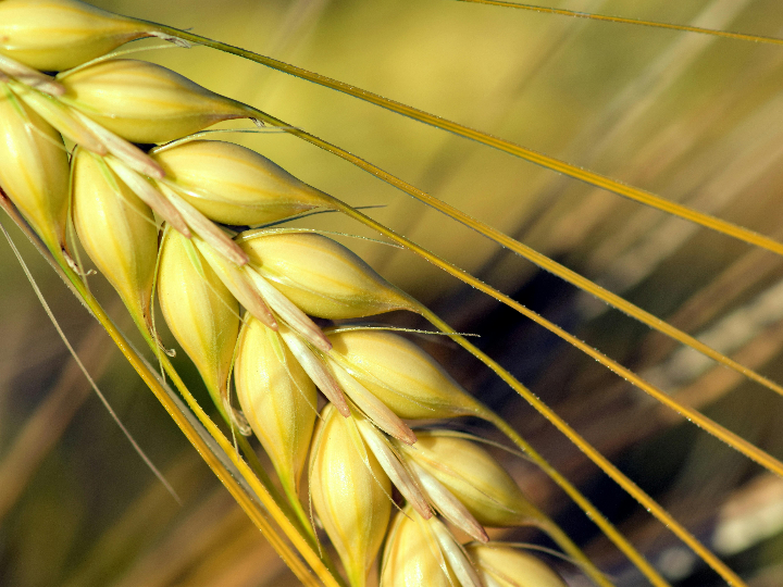 por que la cebada lleva gluten descubre los mejores alimentos sin gluten en nuestro analisis y comparativa