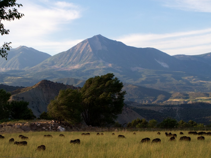 puschkinia libanotica x 20