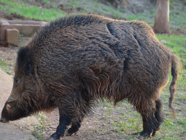 que es el biofilm y por que es peligroso para tu mascota