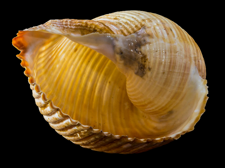 rommer nautilus 1115 a manual