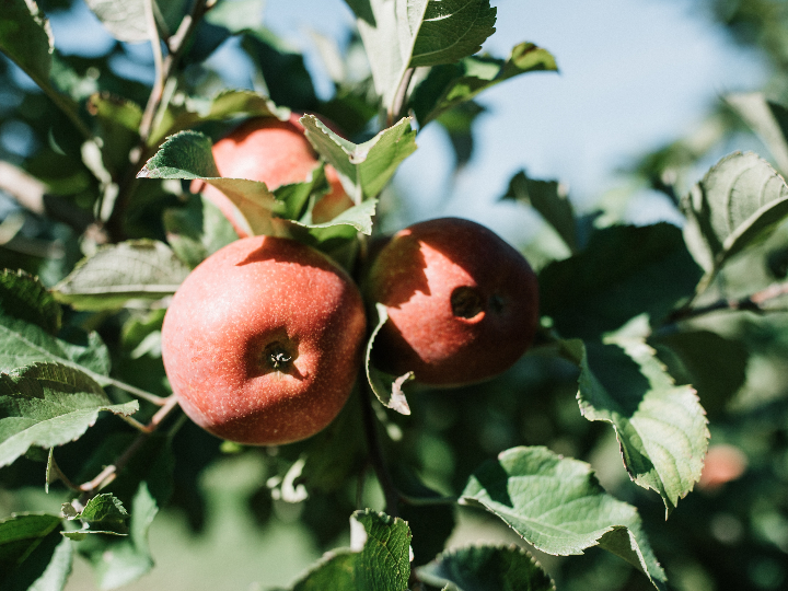 sigue el desarrollo de las manzanas kissabelo en sudamerica