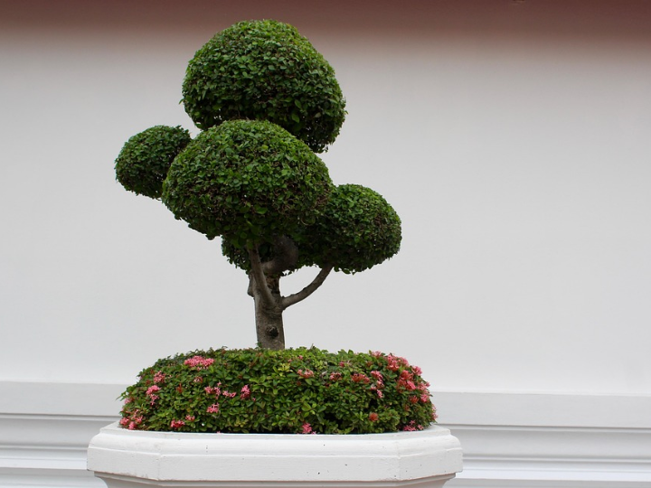 zelkova parvifolia bonsai 5 anos olmo japones
